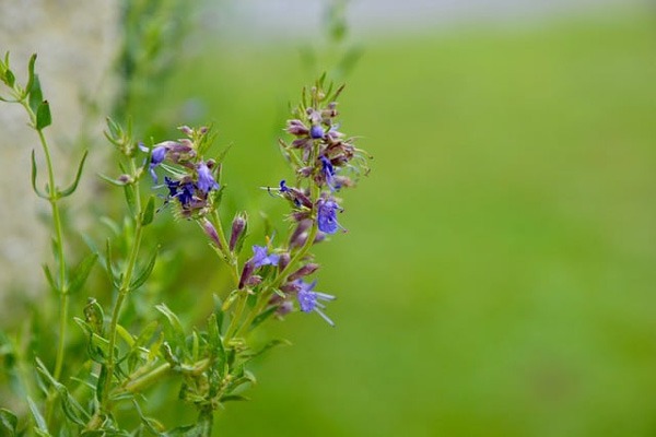 گل (ANISE HYSSOP (AGASTACHE FOENICULUM