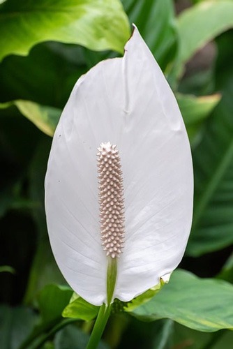 گل (IRISES (IRIS یا زنبق