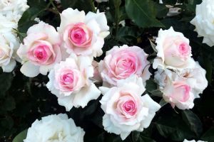 روش پیوند گل رز