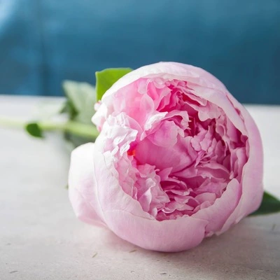 زیباترین گلهای جهان