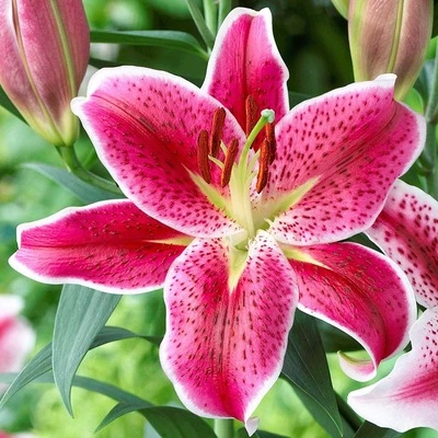 گل لیلیوم