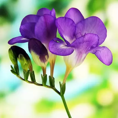 زیباترین گلهای جهان