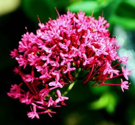 زیباترین گلهای جهان