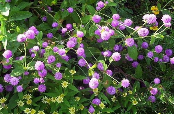 گل (GLOBE AMARANTH (GOMPHRENA GLOBOSA