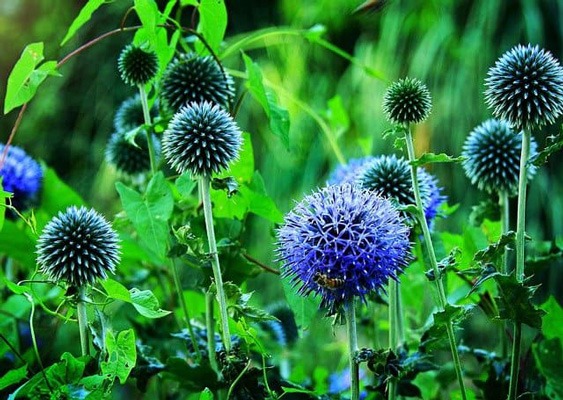 گل (GLOBE THISTLE (ECHINOPS