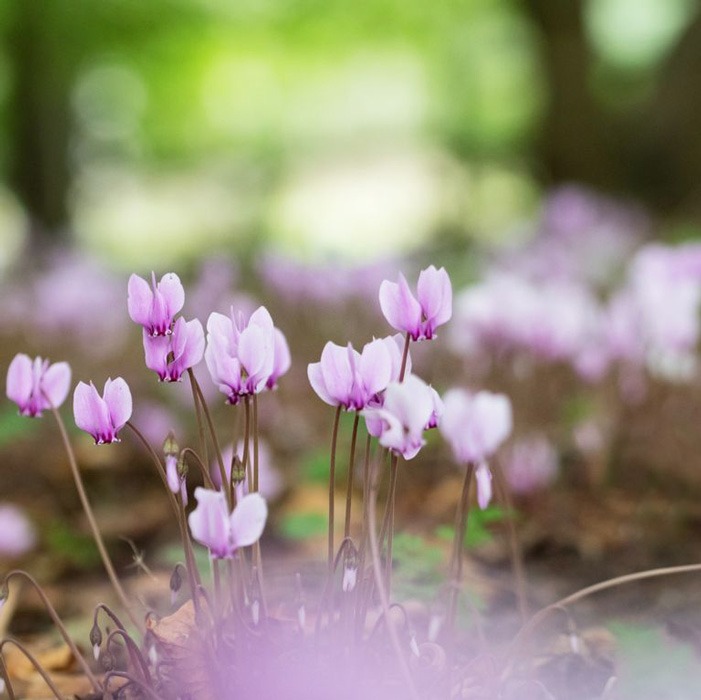 گل Cyclamen یا سیکلامن