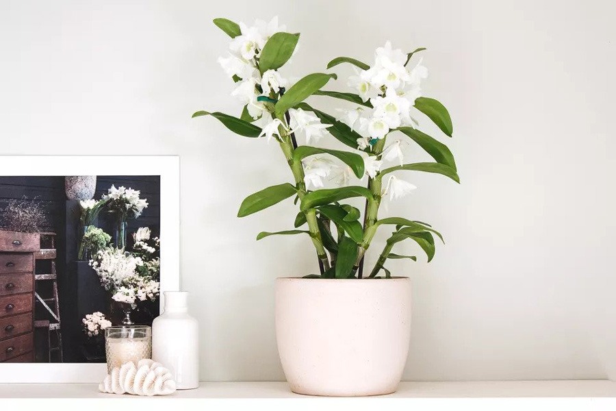 ارکیده Dendrobium | ارکیده دندروبیوم
