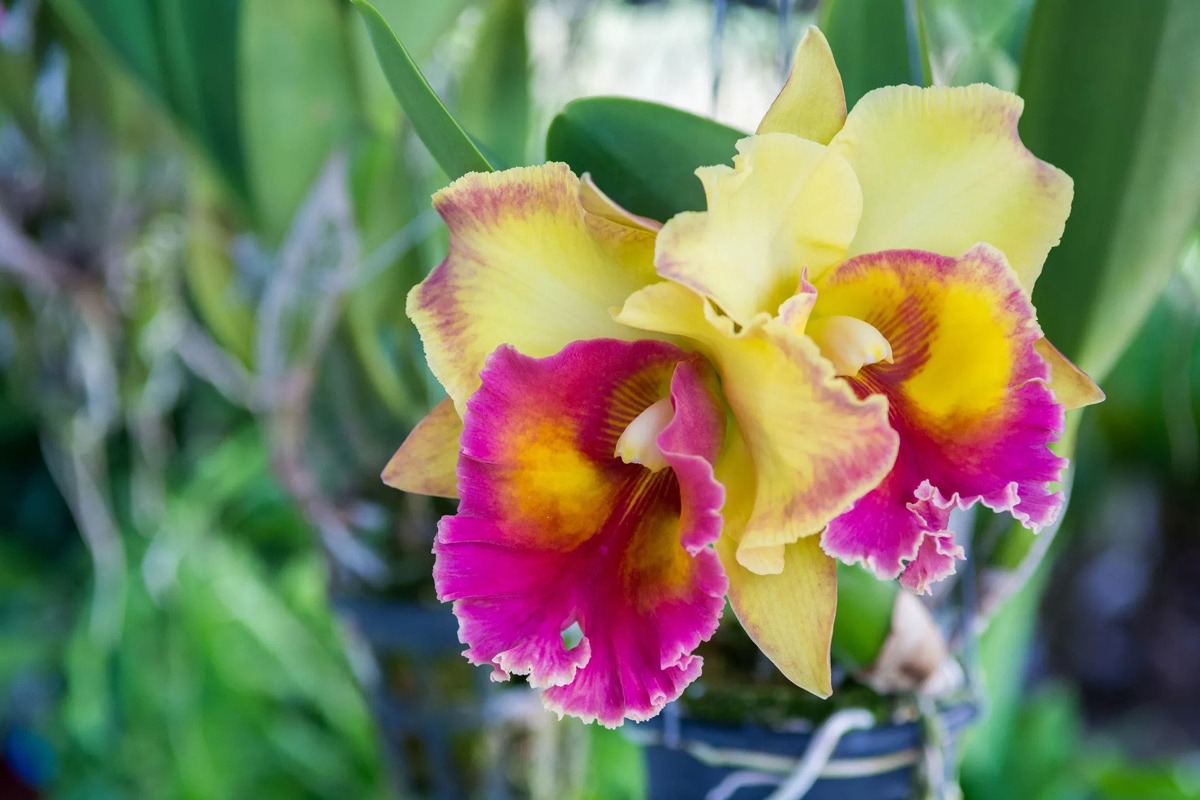 انواع گل ارکیده کاتالیا Cattleya