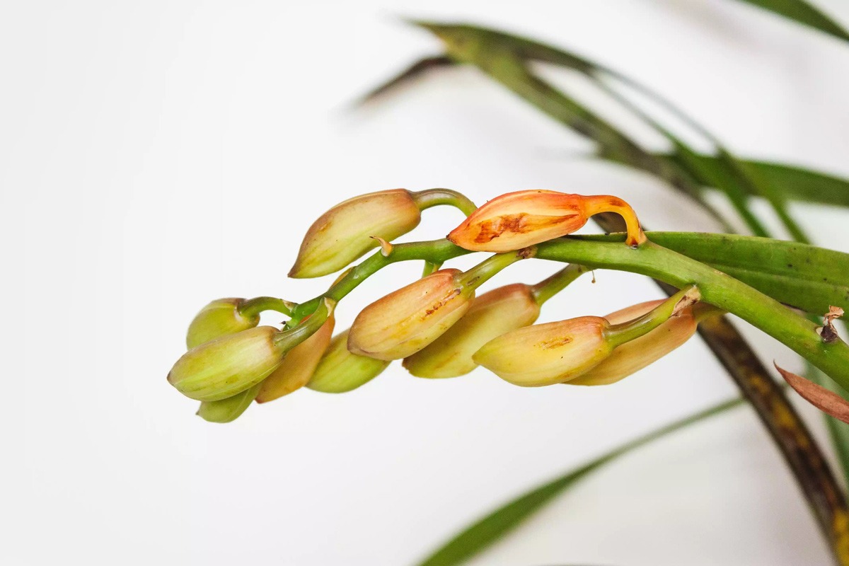 گل ارکیده سیمبیدیوم (Cymbidium)
