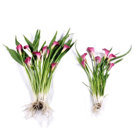 لیلیوم کالا CALLA LILIES