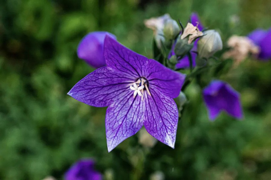گل بالونی