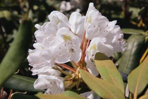درختچه گلدار برای باغچه