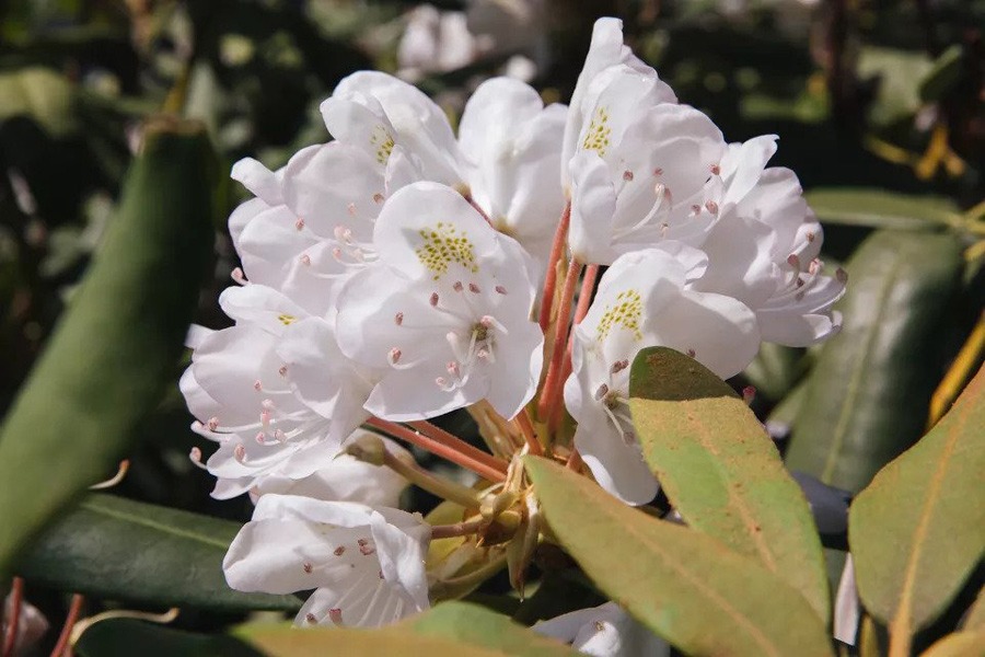 درختچه گلدار برای باغچه