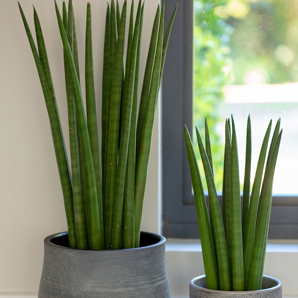 سانسوریا SPIKE PLANT