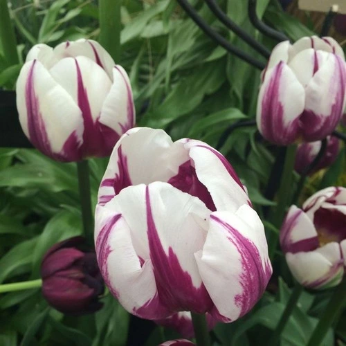 زیباترین گل های لاله
