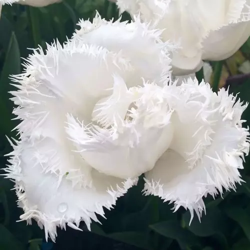 زیباترین گل های لاله