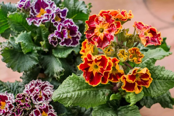 گل پامچال