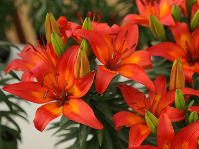 لیلیوم آسیایی