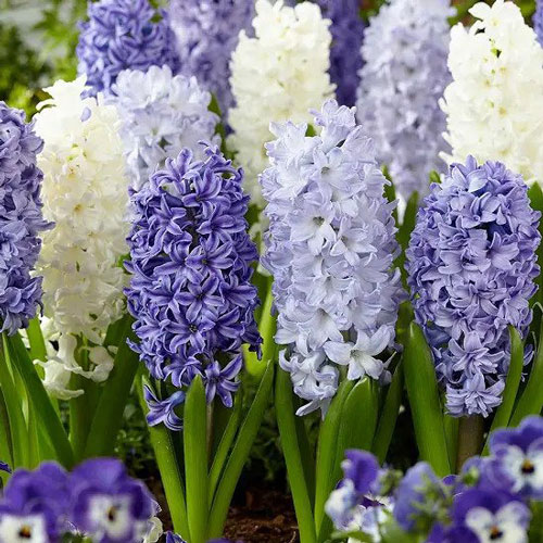 معطرترین گل ها