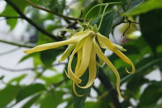 معطرترین گل ها