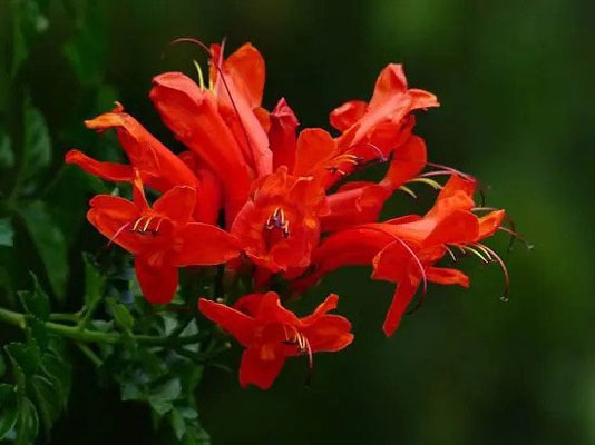 معطرترین گل ها