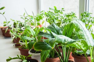 پرورش گل و گیاه در پارکینگ
