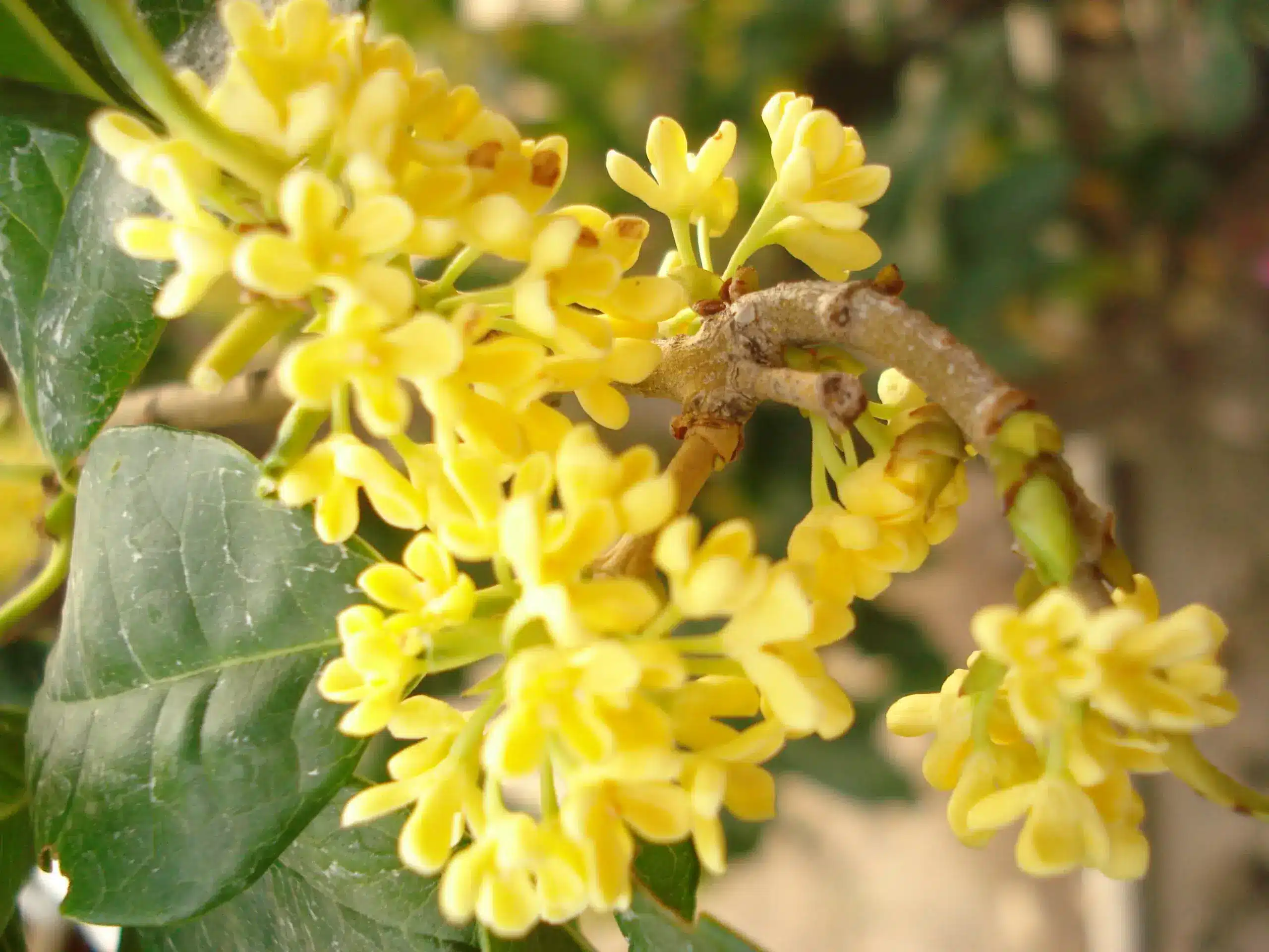 گل اسمانتوس Osmanthus fragrans