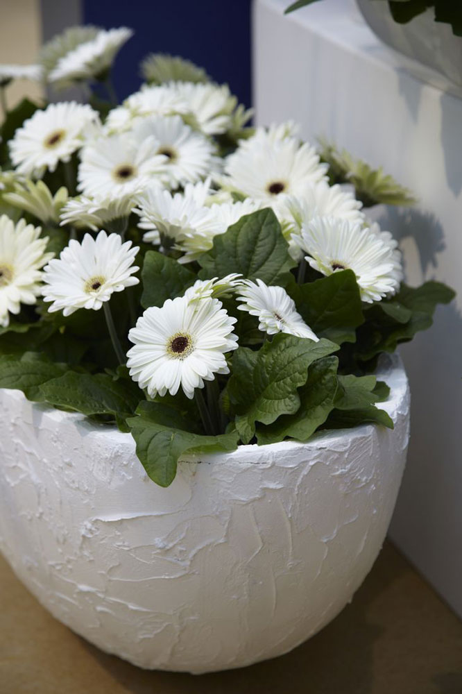 گل سفید برای گلدان