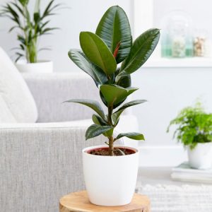 نگهداری از گلدان بنجامین
