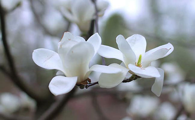 گل سفید برای گلدان