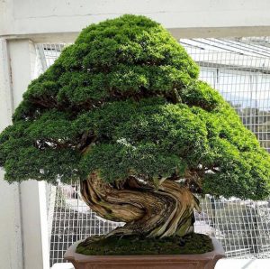 گیاه بونسای