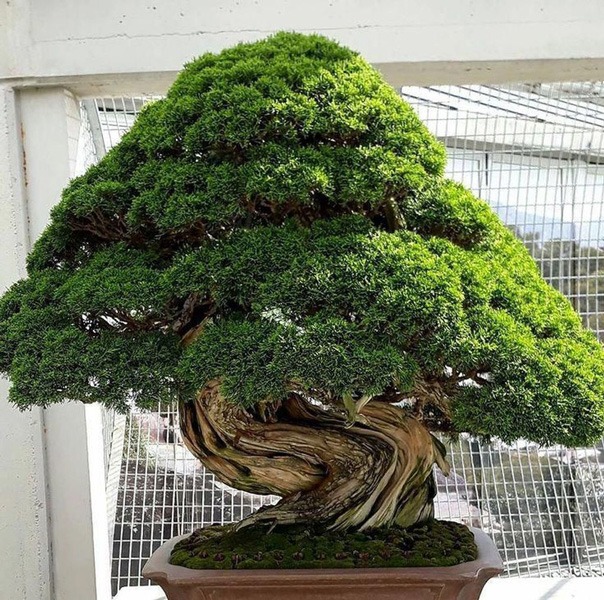 گیاه بونسای