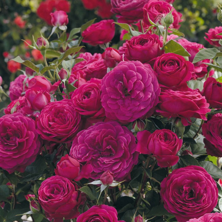 گل رز Floribunda