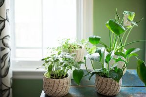 بهترین گیاهان خانگی