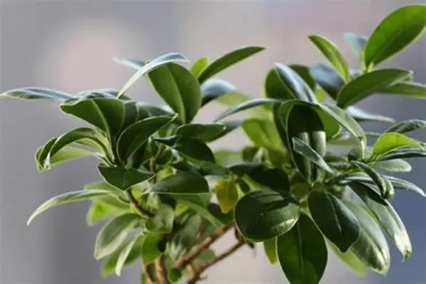 انواع گیاه بنجامین
