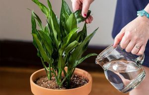 چگونه برگ گیاهان را پهن کنیم