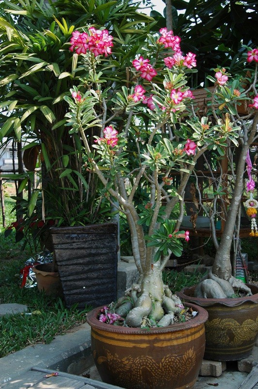 درمان پوسیدگی ریشه آدنیوم