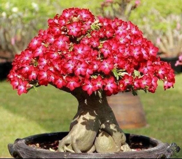  دما و رطوبت مناسب برای نگهداری گل آدنیوم