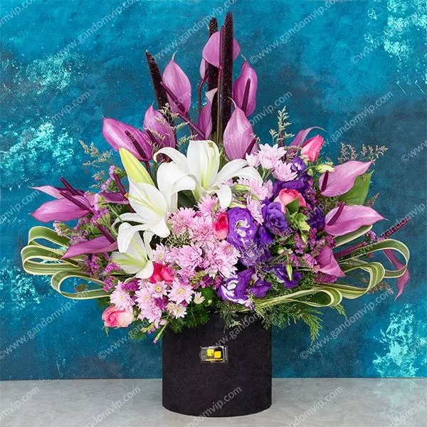 باکس رز هلندی و کرزنتیا