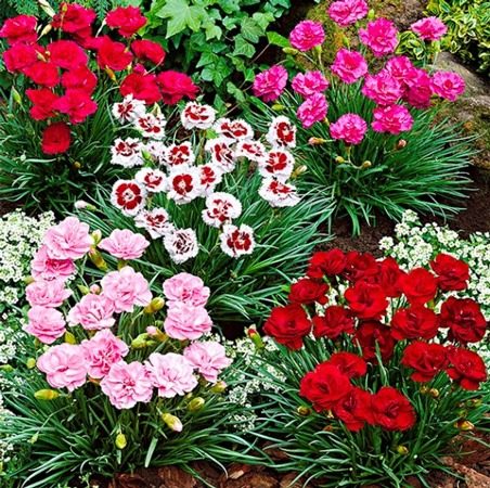 پرورش میخک در خانه و خواص آن