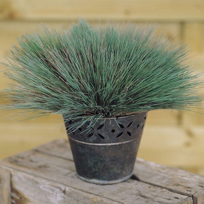 ColorGrass Spiky Blue