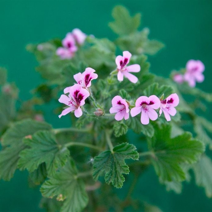 Pelargonium
