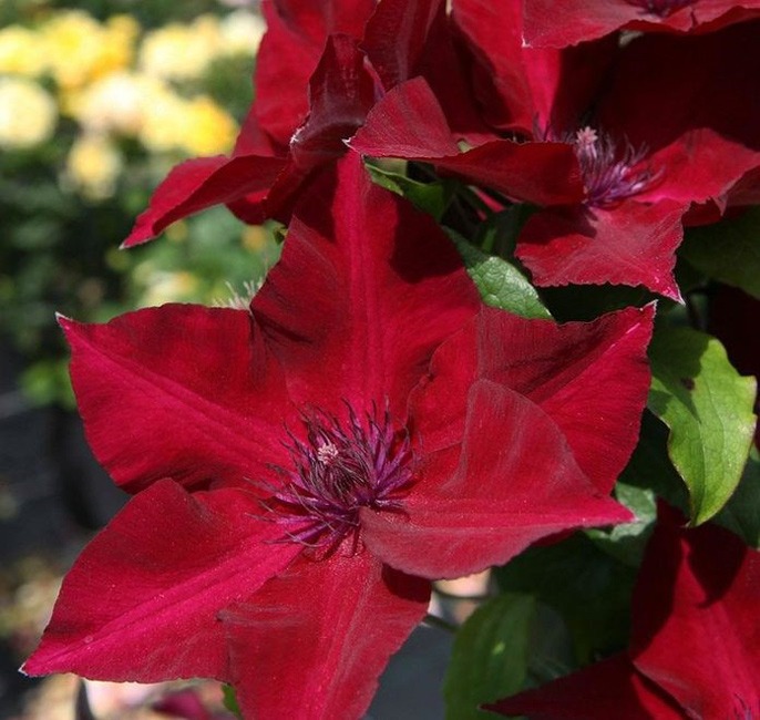 Nubia Clematis