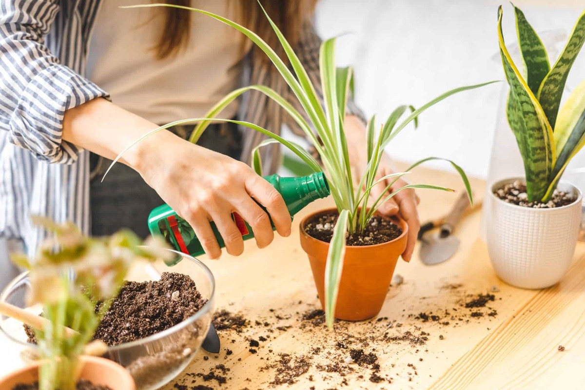 کود سه بیست برای گلهای آپارتمانی