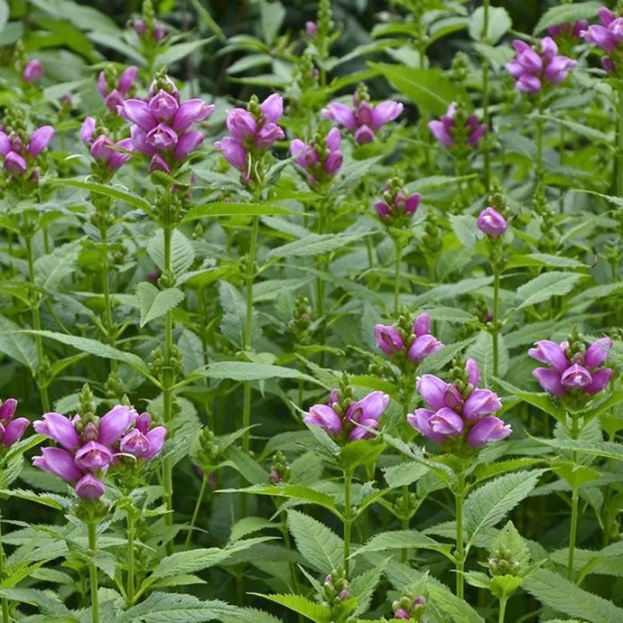 Turtlehead  Chelone