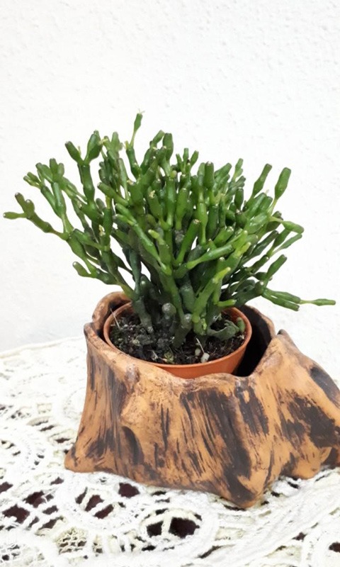 کاکتوس ریپسالیس