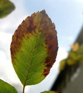 علت سوختن نوک برگ های گل