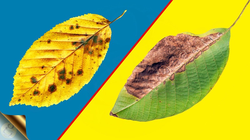 علت سوختن نوک برگ های گل