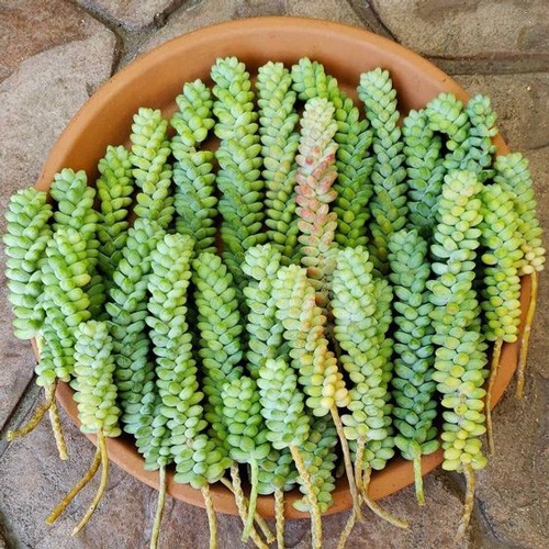 ساکولنت سدوم مورگانیوم