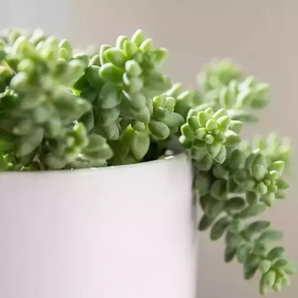 ساکولنت سدوم مورگانیوم